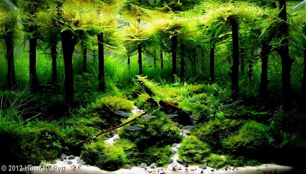 Hong Te Syu (Taiwan)